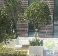 戶外物業小區不（bú）鏽鋼樹池